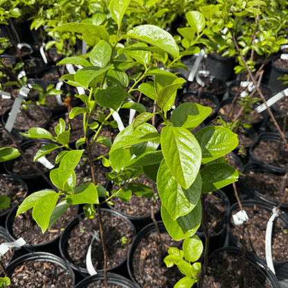 Fuyu Persimmon tree bearing non-astringent, sweet, orange fruit — best low-maintenance fruit tree for home gardens and backyard orchards