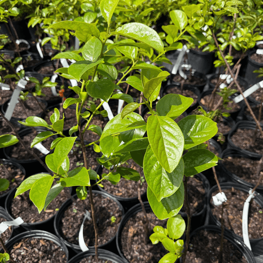 Fuyu Persimmon tree bearing non-astringent, sweet, orange fruit — best low-maintenance fruit tree for home gardens and backyard orchards