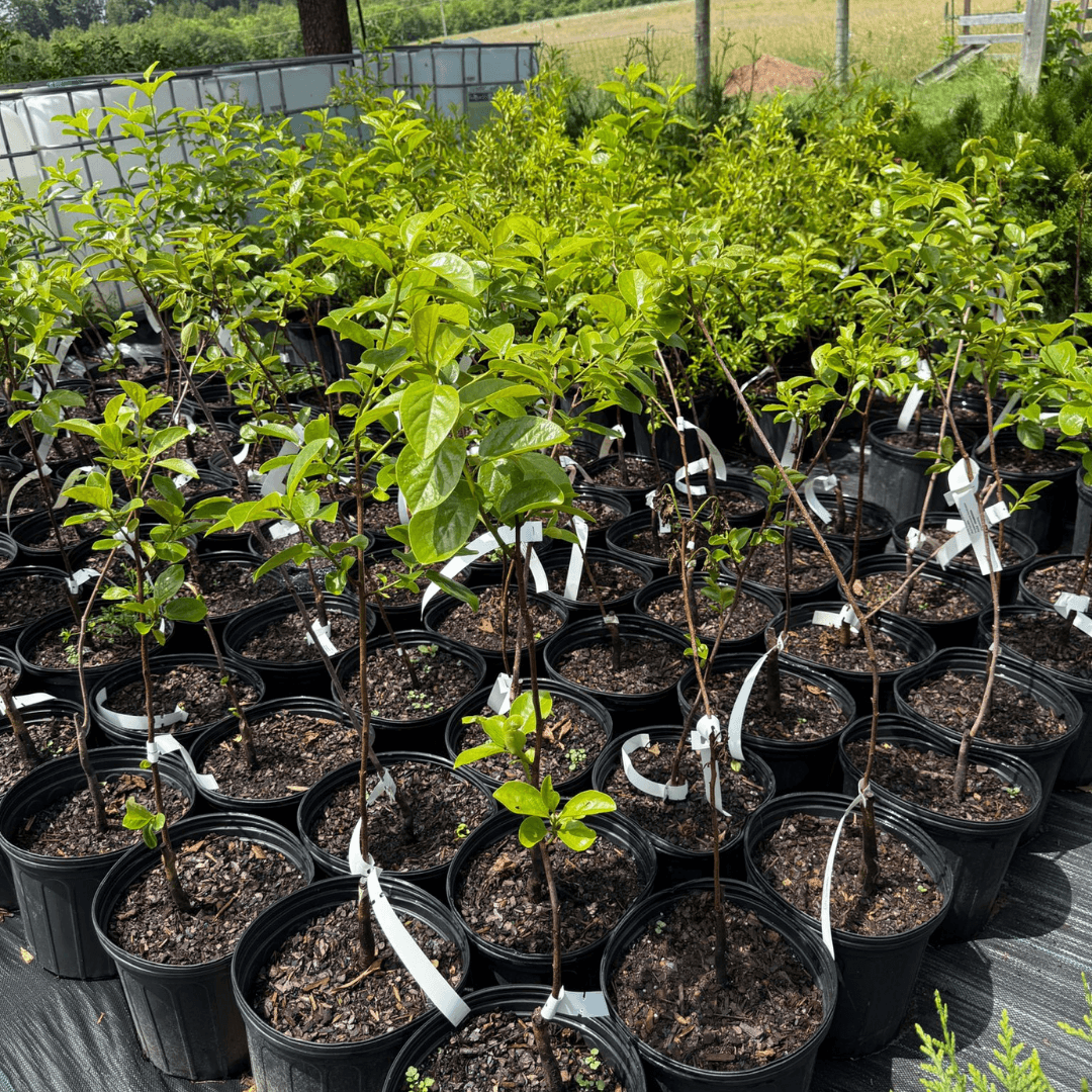 Persimmon Fuyu fruit tree with ripe, non-astringent orange fruits growing in home garden – best easy-to-grow persimmon variety for backyard orchard and mild climates