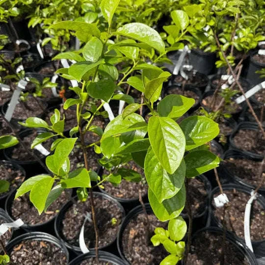 Persimmion Fuyu Garden Delight Center