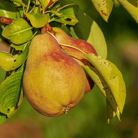 Pineapple Pear tree with vibrant green leaves and aromatic, yellow fruit, perfect for home orchards and gardens.