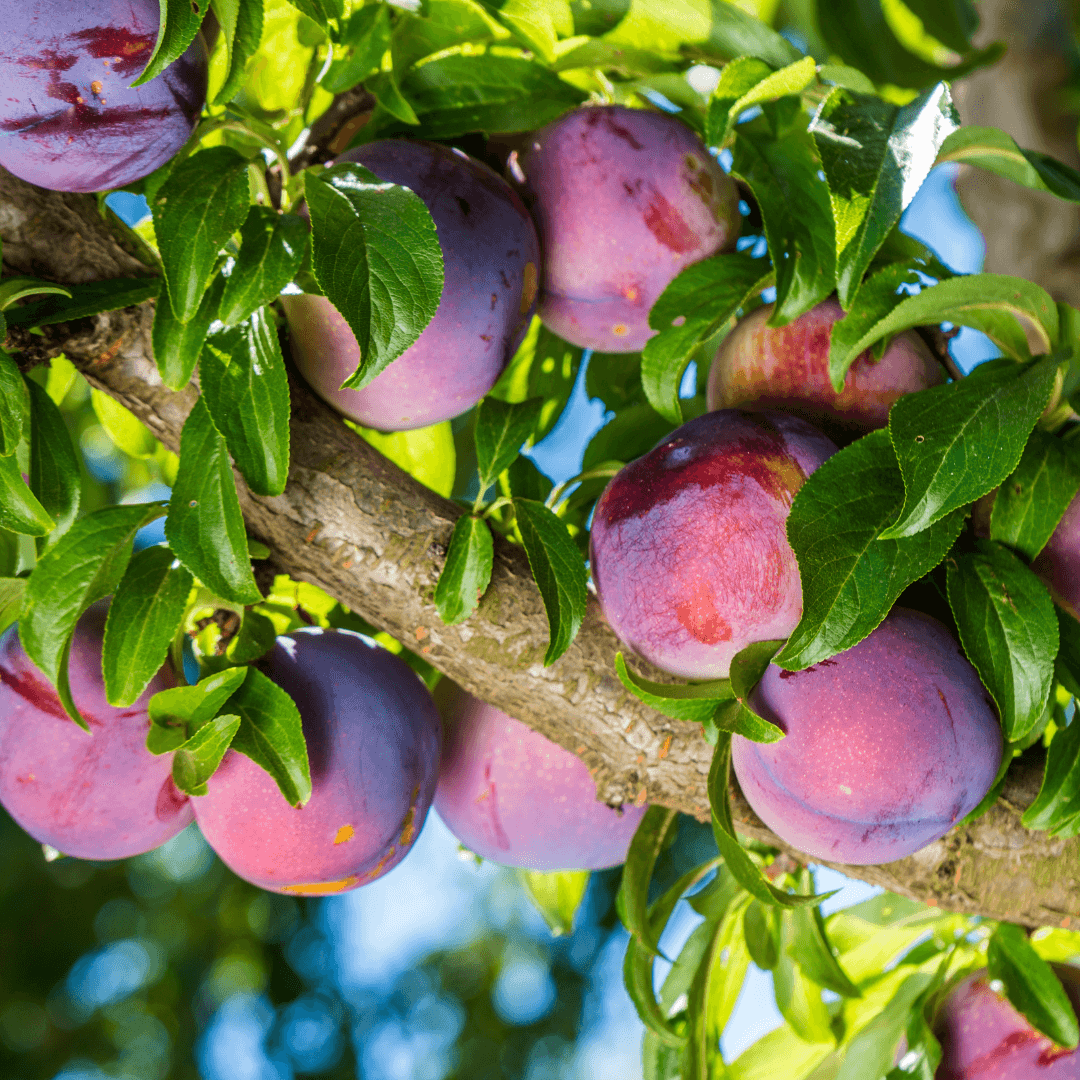 Plum Methley tree with vibrant purple fruit, perfect for home orchards and fresh eating.