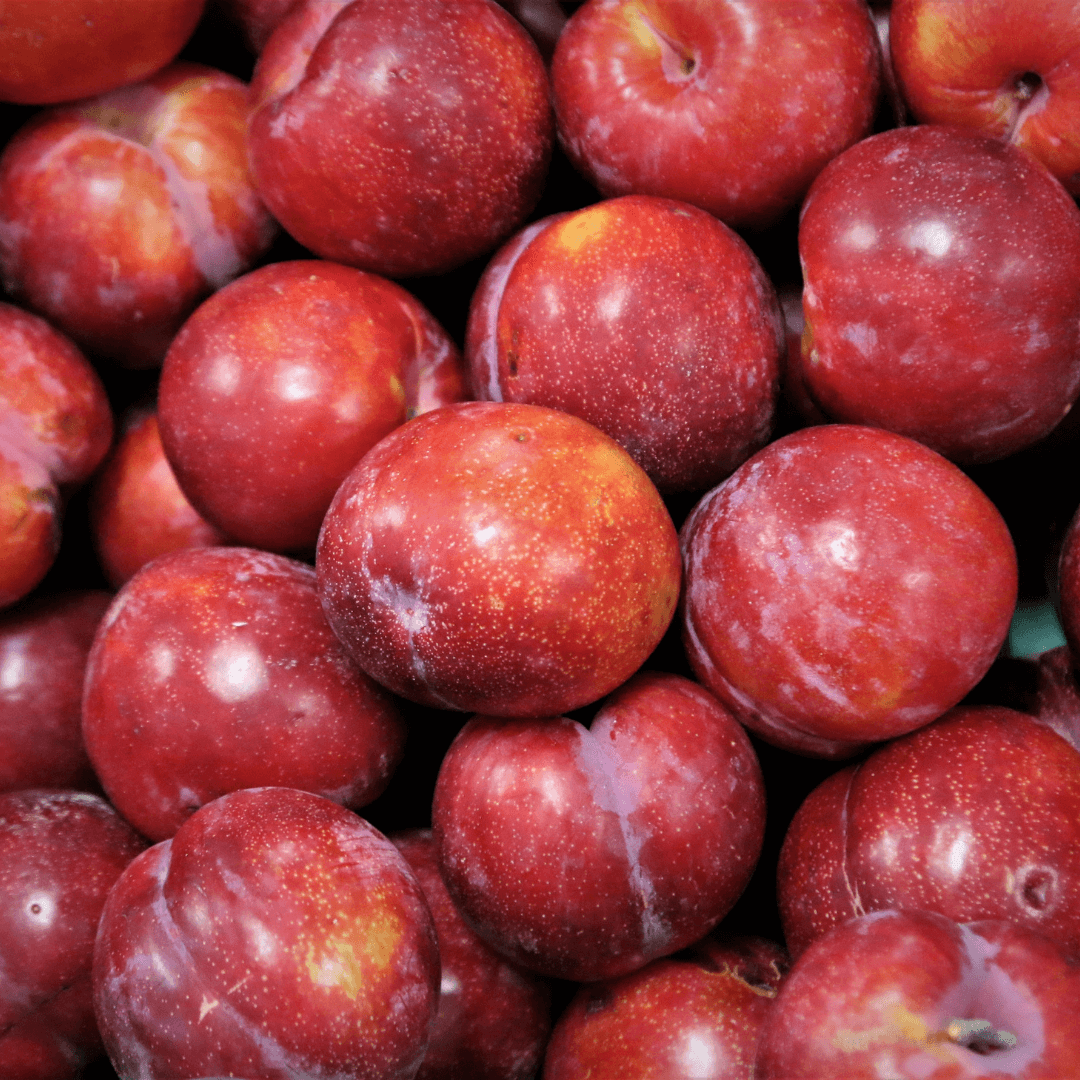 PlumMethely plant with vibrant green leaves and delicate plum-colored flowers, thriving in natural sunlight