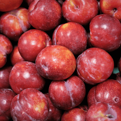 PlumMethely plant with vibrant green leaves and delicate plum-colored flowers, thriving in natural sunlight