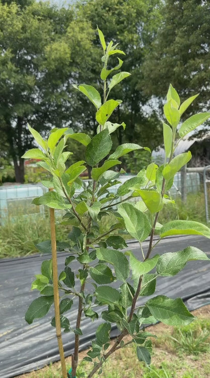 Home orchard featuring productive Honeycrisp apple tree