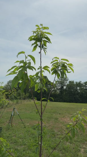 Brooks Cherry tree on Colt rootstock with abundant fruit