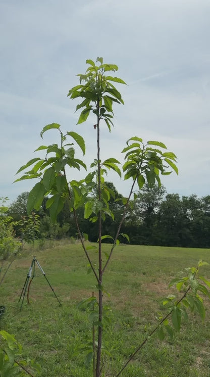 Brooks Cherry tree on Colt rootstock with abundant fruit