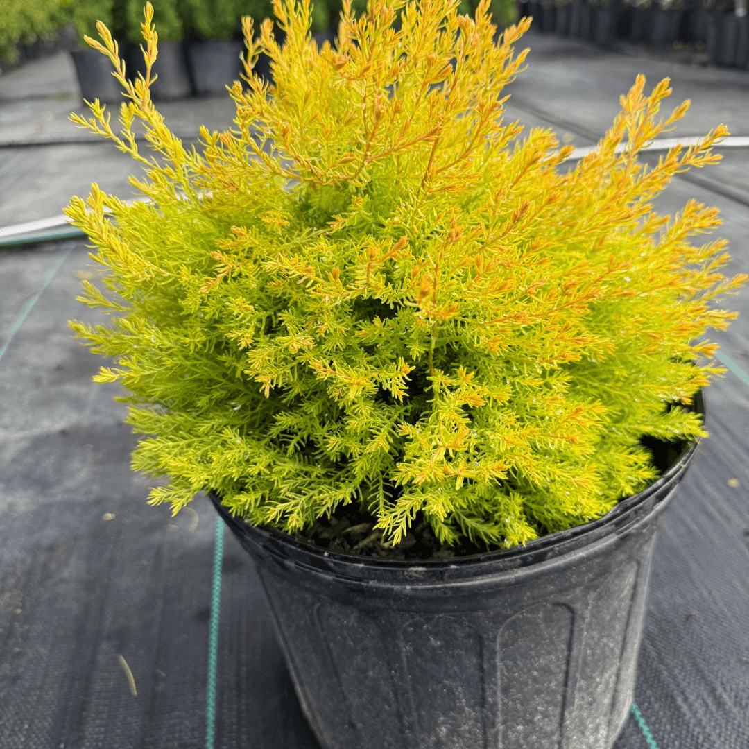 Rheingold Arborvitae shrub with vibrant golden-green foliage, perfect for privacy screens, hedges, and low-maintenance landscaping in home gardens and commercial properties