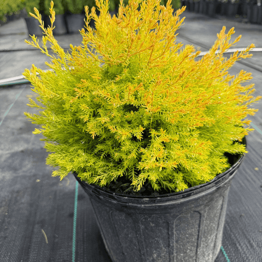Rheingold Arborvitae shrub with vibrant golden-green foliage, perfect for privacy screens, hedges, and low-maintenance landscaping in home gardens and commercial properties
