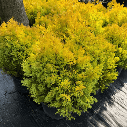 Compact Golden Foliage Evergreen for Privacy Screens and Landscaping
