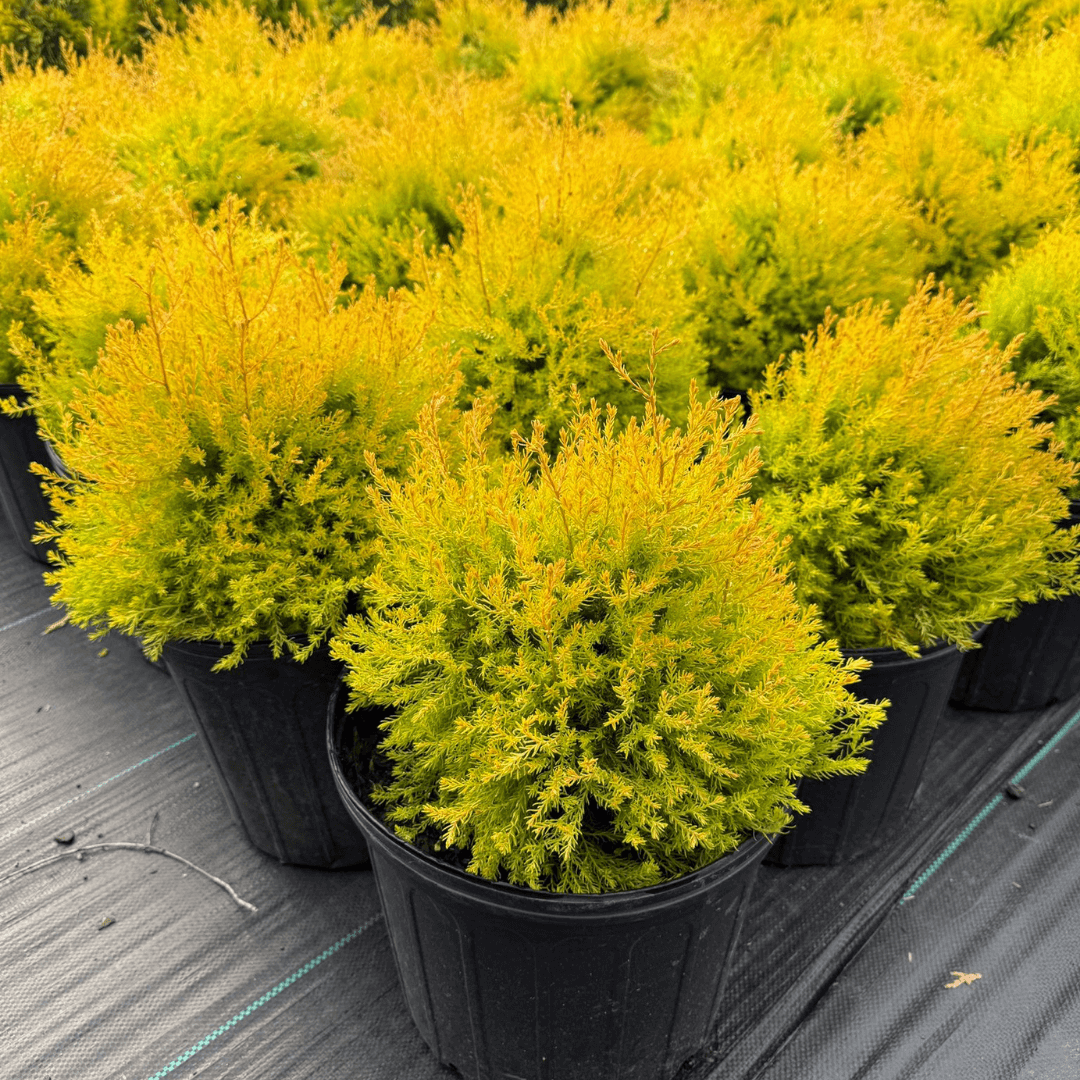 Rheingold Arborvitae with golden-yellow foliage, offering vibrant color and a compact, upright form for landscaping.