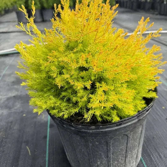 Rheingold Arborvitae Plant Garden Delight Center