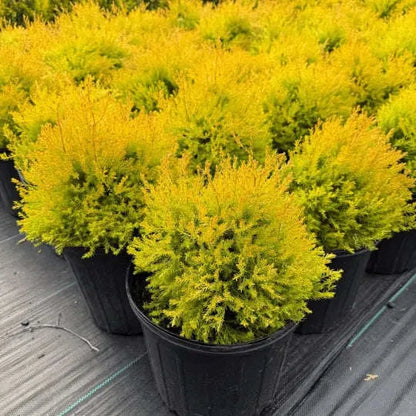 Rheingold Arborvitae Plant Garden Delight Center