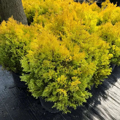 Rheingold Arborvitae Plant Garden Delight Center