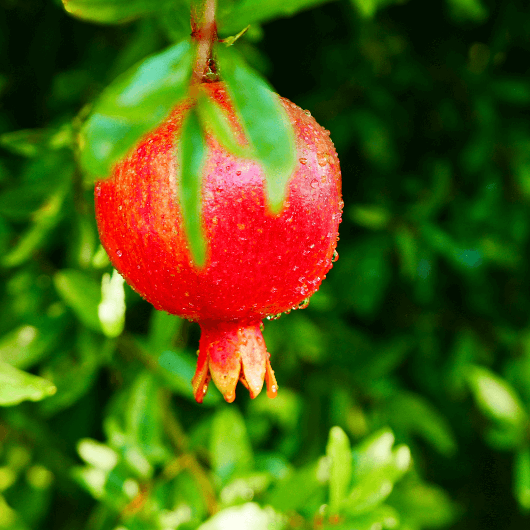 Healthy Russian Pomegranate plant with green foliage and developing fruit, ideal for home gardens and cold climates