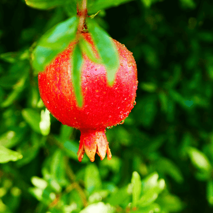 Healthy Russian Pomegranate plant with green foliage and developing fruit, ideal for home gardens and cold climates