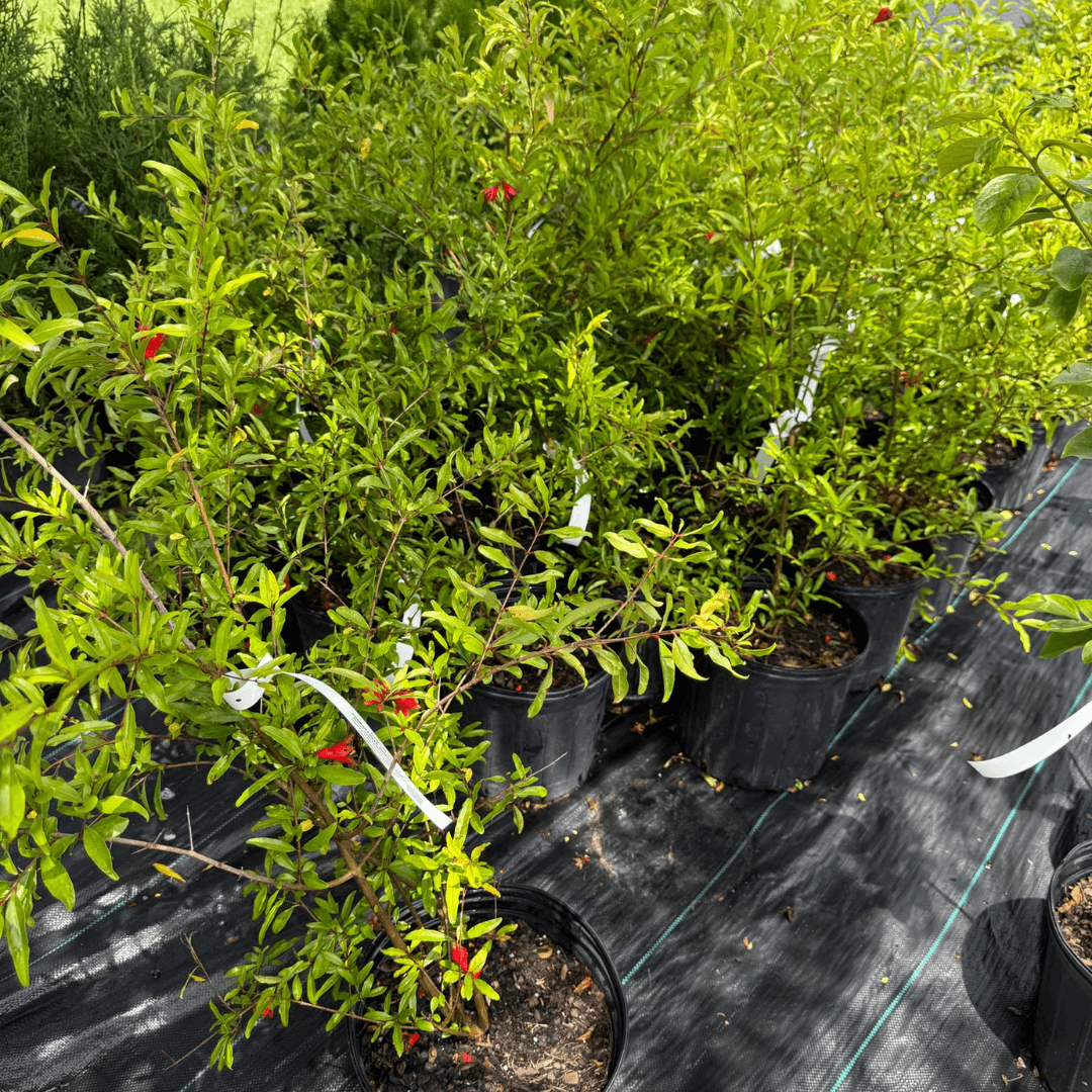 Healthy Russian Pomegranate plant with green foliage and developing fruit, ideal for home gardens and cold climates