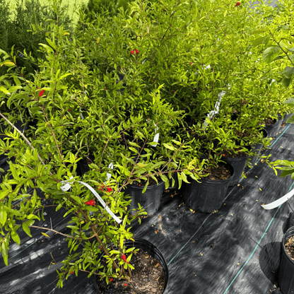 Healthy Russian Pomegranate plant with green foliage and developing fruit, ideal for home gardens and cold climates