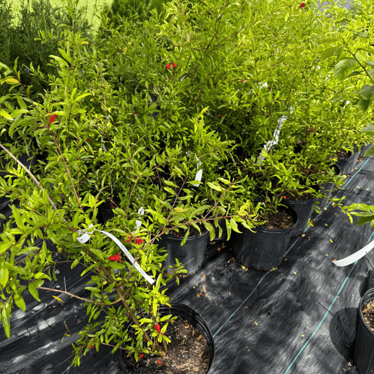 Healthy Russian Pomegranate plant with green foliage and developing fruit, ideal for home gardens and cold climates