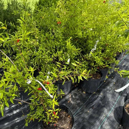 Russian Pomegranate Plant Garden Delight Center