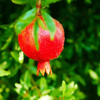 Russian Pomegranate Plant Garden Delight Center