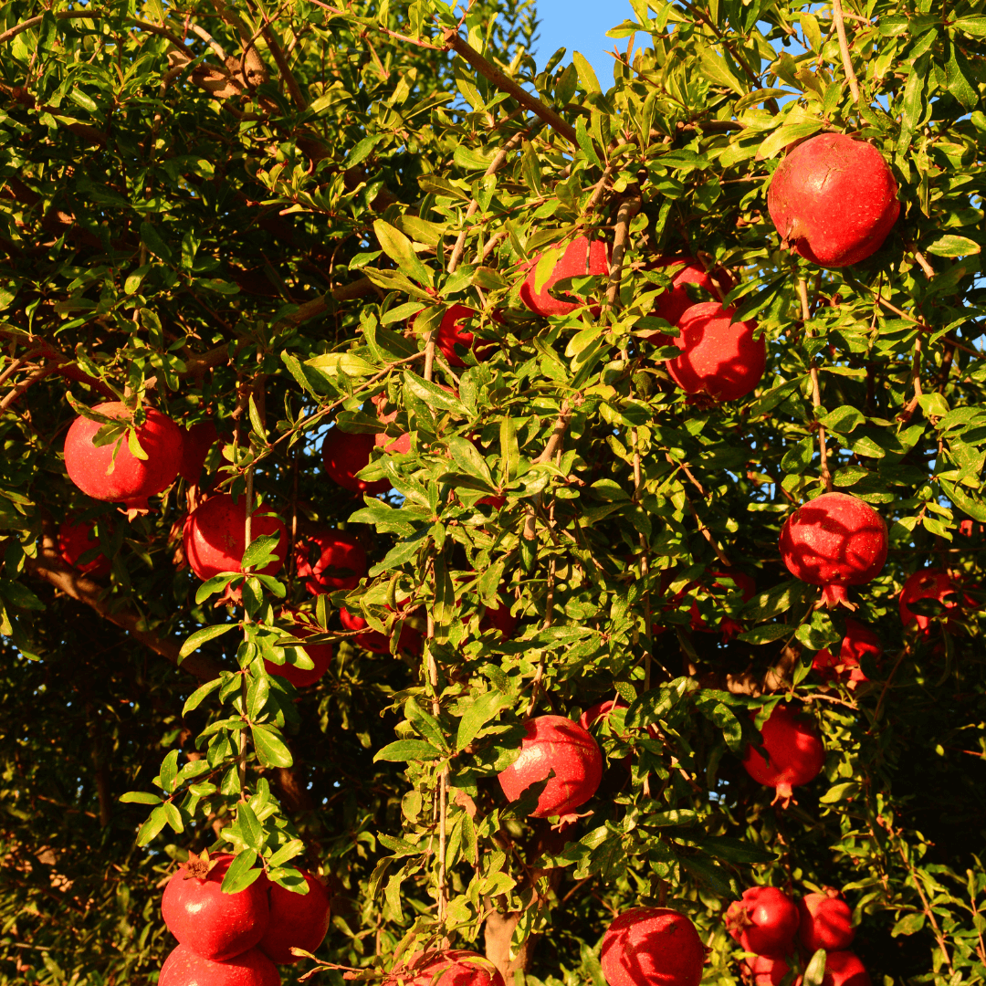 Cold-hardy Russian Pomegranate tree with bright red fruit, ideal for home gardening in cooler climates, drought-tolerant pomegranate variety with sweet and tangy flavor