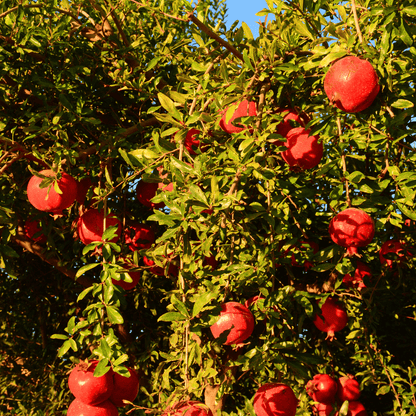 Cold-hardy Russian Pomegranate tree with bright red fruit, ideal for home gardening in cooler climates, drought-tolerant pomegranate variety with sweet and tangy flavor