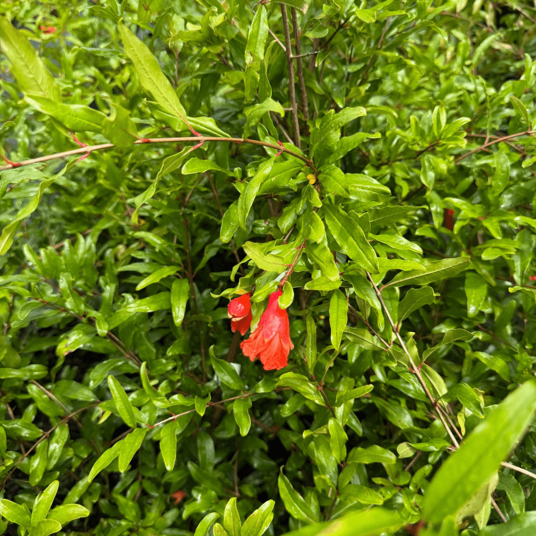 Cold-hardy Salavatski Pomegranate tree with vibrant red fruit and glossy green leaves, ideal for home gardens and ornamental landscaping