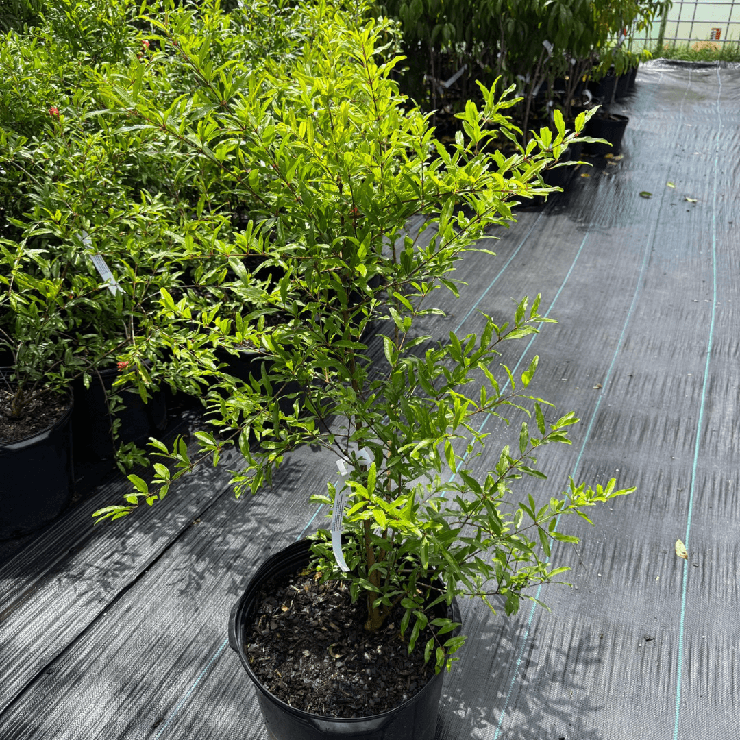 Salavatski Pomegranate Plant Garden Delight Center