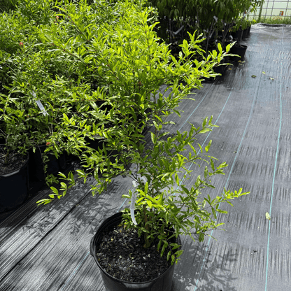 Salavatski Pomegranate Plant Garden Delight Center
