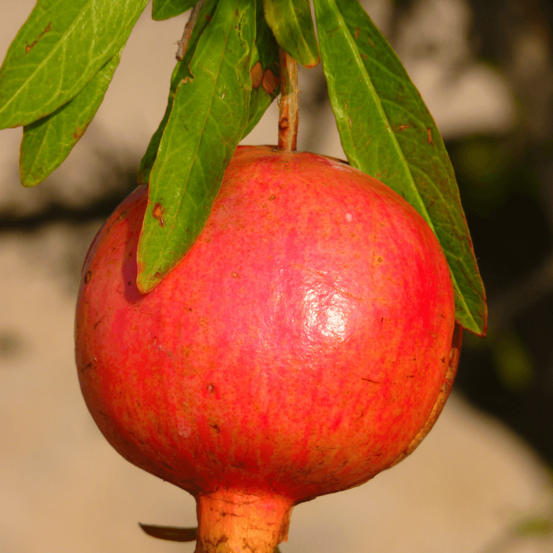 Salavatski Pomegranate tree with glossy green leaves and bright red fruit, known for its cold-hardiness and sweet-tart flavor.