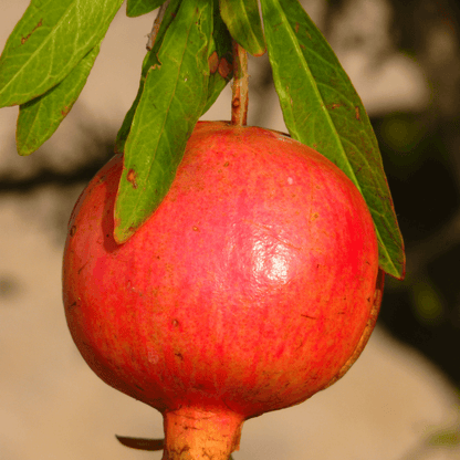 Salavatski Pomegranate tree with glossy green leaves and bright red fruit, known for its cold-hardiness and sweet-tart flavor.