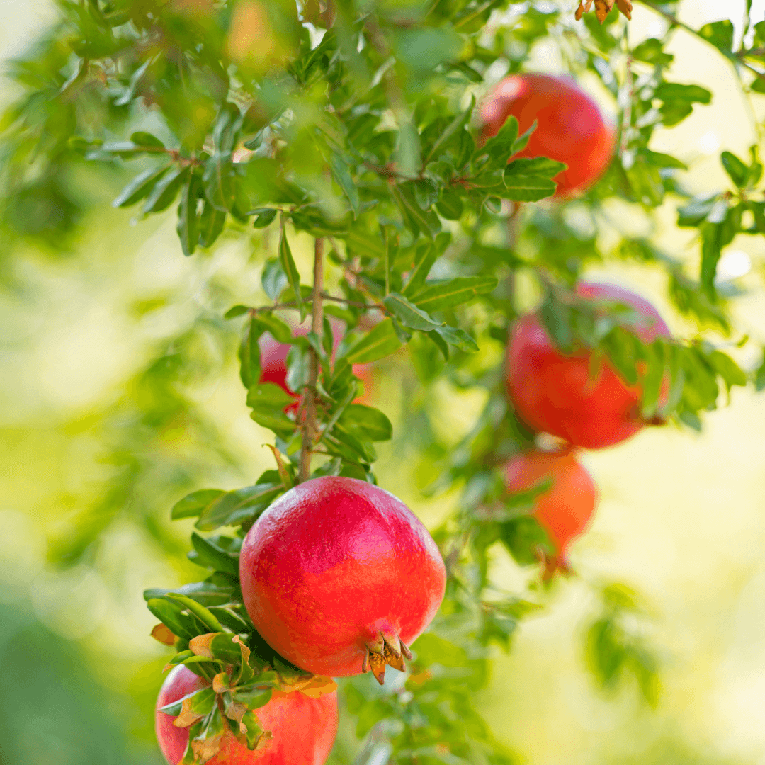 Salavatski Pomegranate plant with vibrant green foliage and developing fruit, a cold-hardy pomegranate variety ideal for home gardens and ornamental landscaping