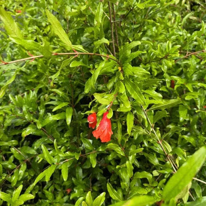 Salavatski Pomegranate Plant Garden Delight Center