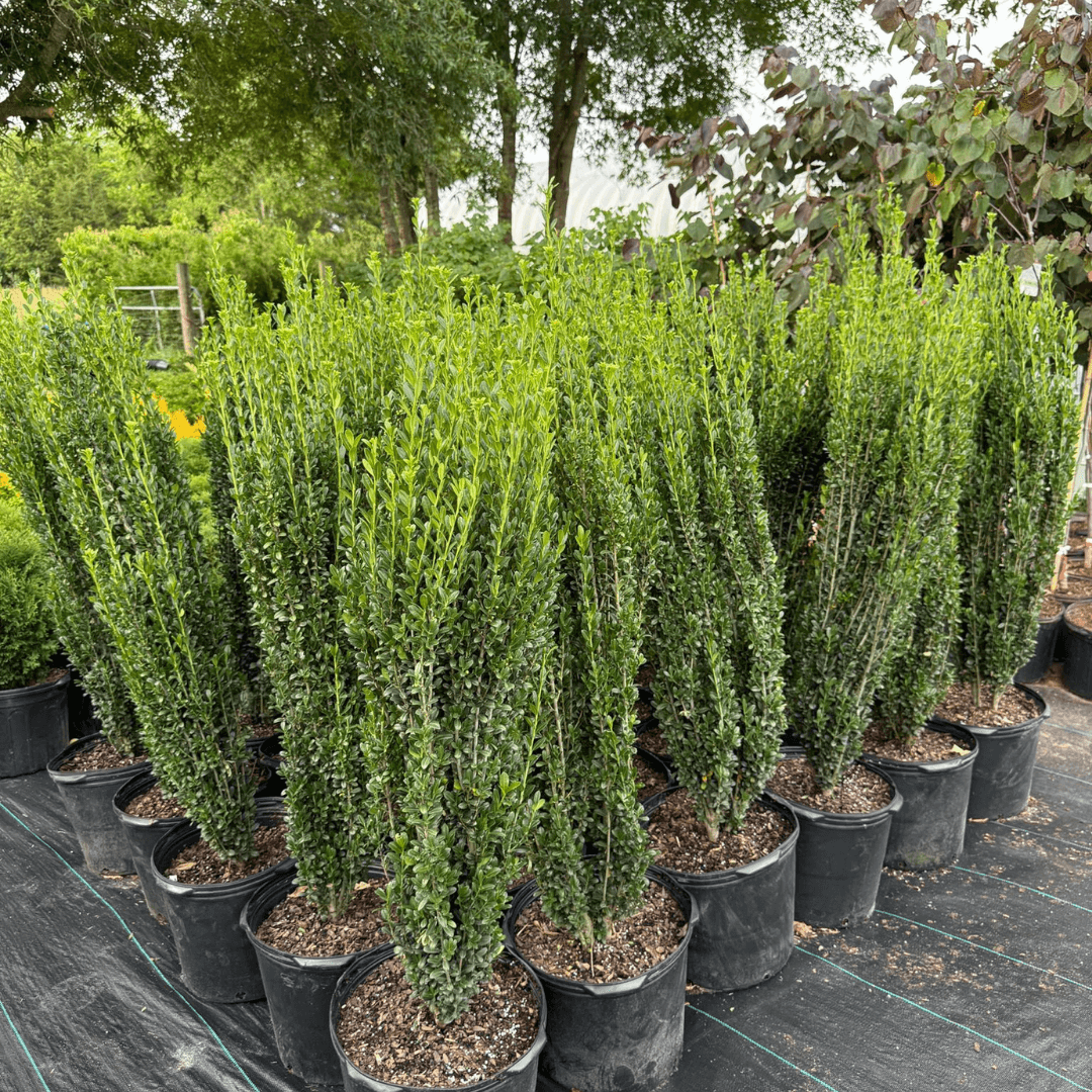 Sky Pencil Holly plant with dense upright evergreen foliage, perfect narrow shrub for privacy hedges, small gardens, and decorative containers