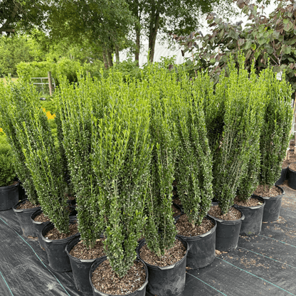 Sky Pencil Holly plant with dense upright evergreen foliage, perfect narrow shrub for privacy hedges, small gardens, and decorative containers