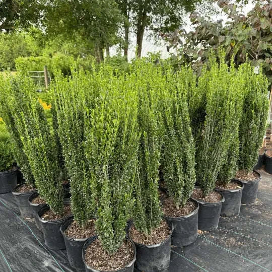 Sky Pencil Holly Plant Garden Delight Center