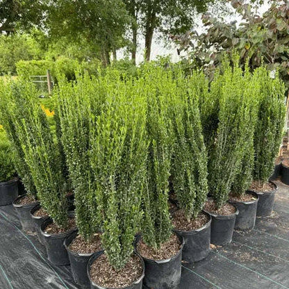 Sky Pencil Holly Plant Garden Delight Center