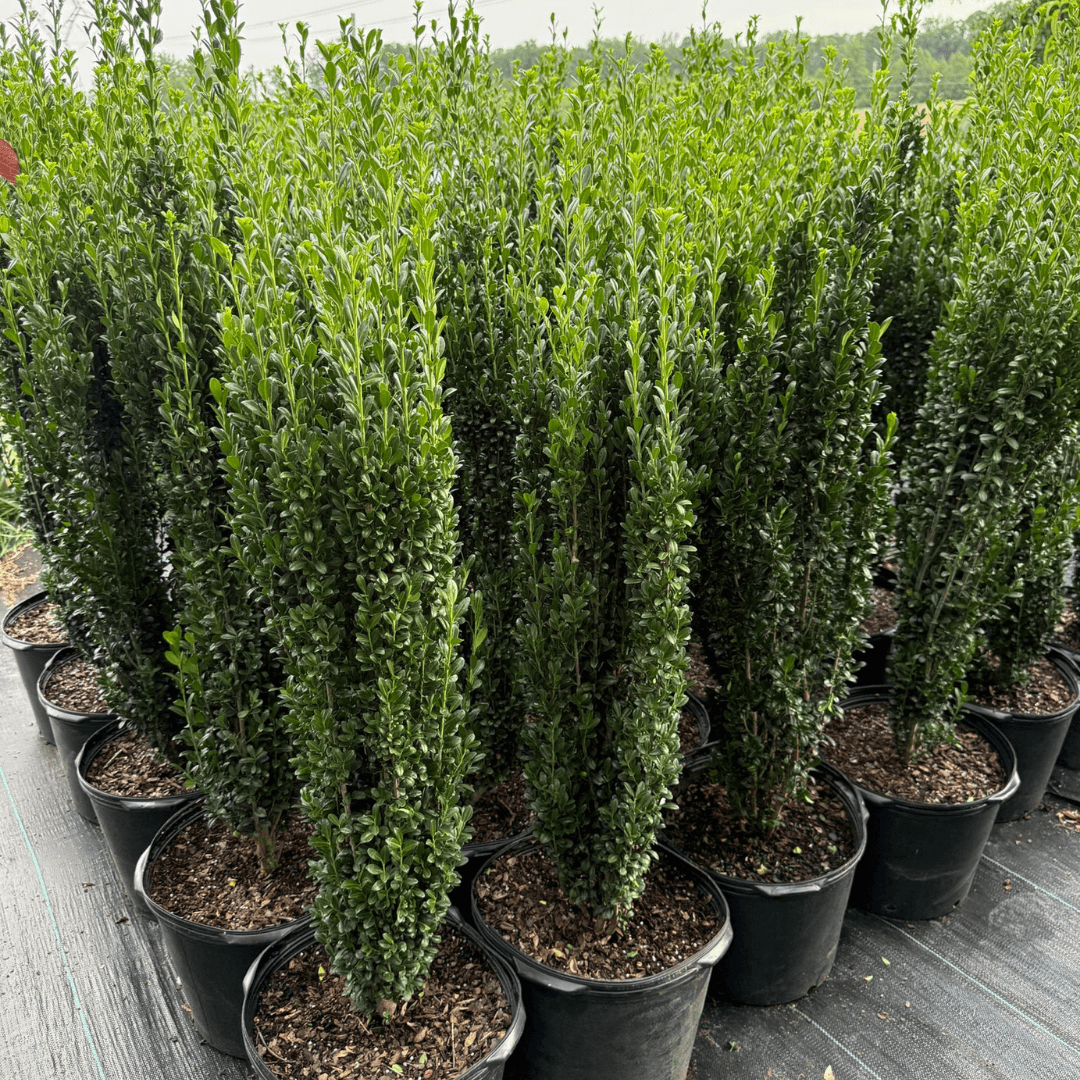 Narrow Upright Evergreen Shrub for Hedges & Containers