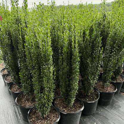 Narrow Upright Evergreen Shrub for Hedges & Containers