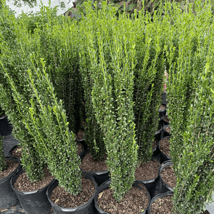 Sky Pencil Holly plant with narrow, upright growth and dense green foliage, perfect for hedges and vertical accents in gardens.