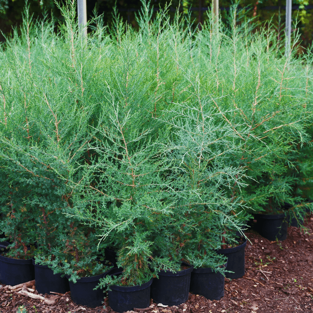 Sky Rocket Juniper with tall, narrow growth and dense blue-green foliage, perfect for privacy screens and vertical accents in landscaping.