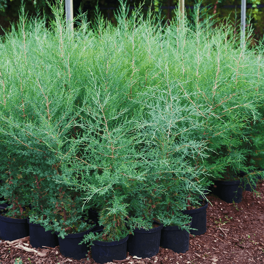Sky Rocket Juniper with tall, narrow growth and dense blue-green foliage, perfect for privacy screens and vertical accents in landscaping.