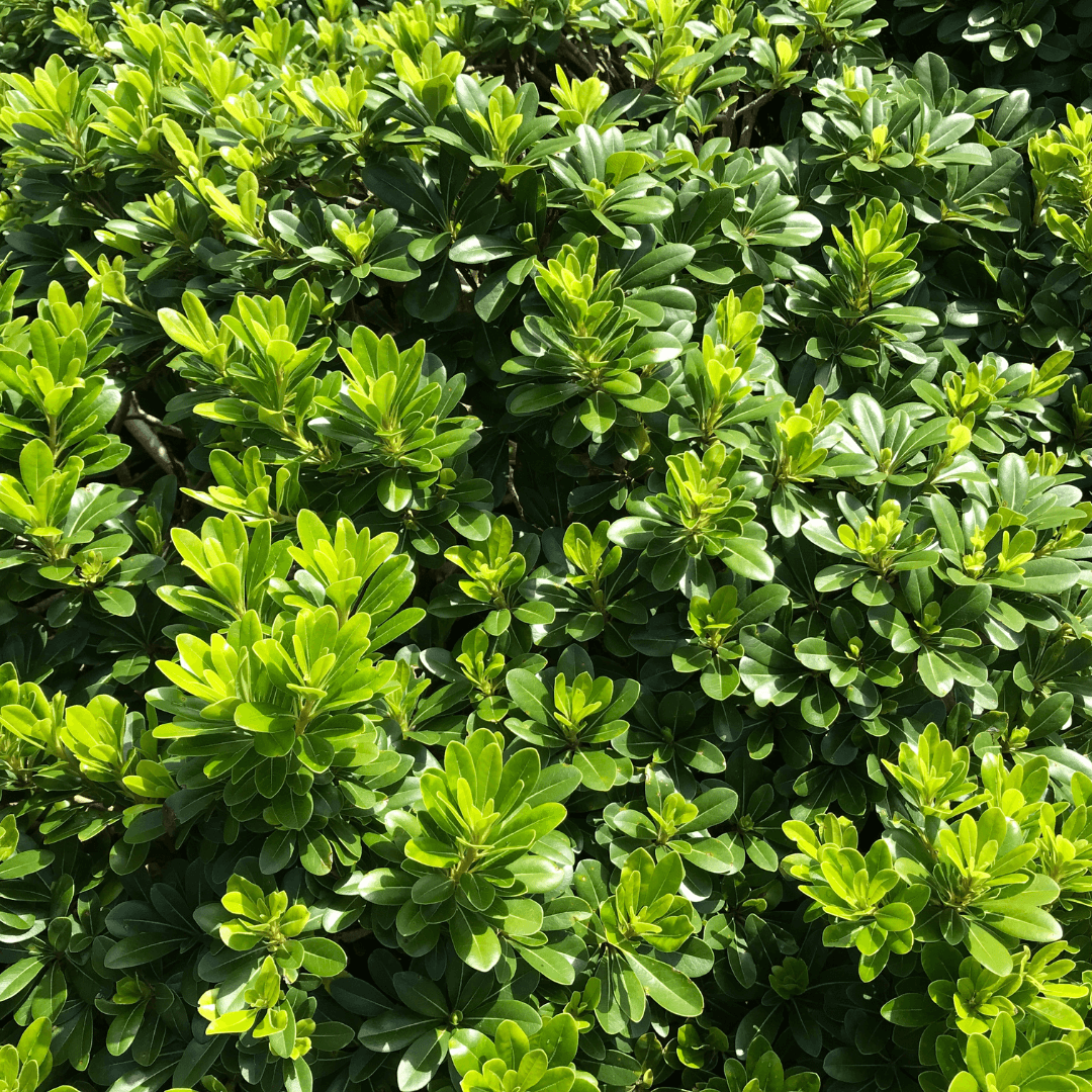 Steeds Holly shrub with dense, dark green foliage, perfect for hedges and year-round garden structure.
