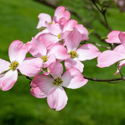 Stellar Pink Dogwood tree in full bloom with soft pink flowers, perfect for ornamental landscapes and spring gardens.