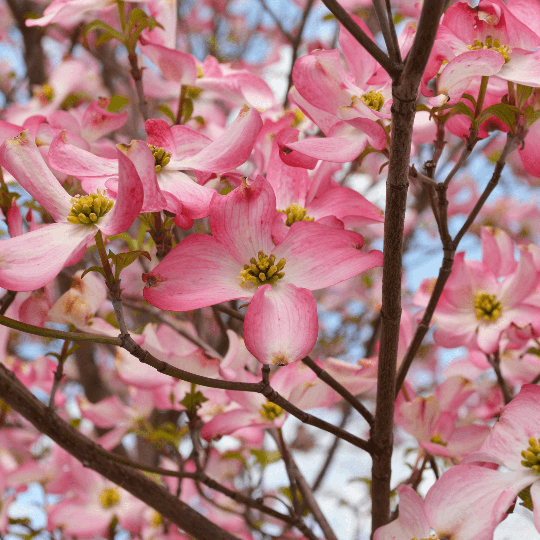 Stellar Pink Dogwood tree with soft pink blossoms and lush green foliage, perfect for ornamental landscaping.
