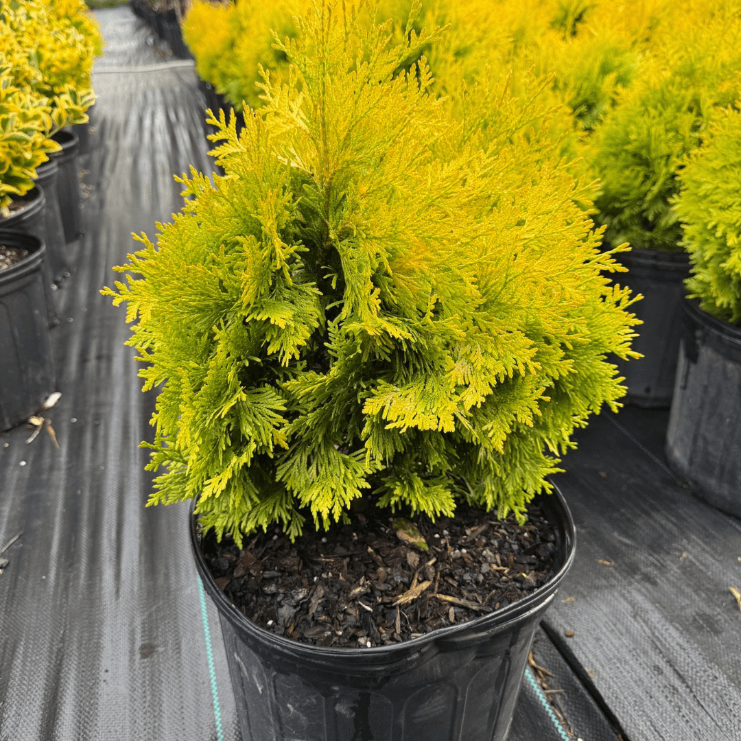 Sunkist Sycamore Maple tree with golden-yellow foliage, fast-growing ornamental shade tree ideal for landscapes and garden borders