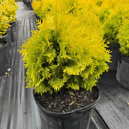 Sunkist Sycamore Maple tree with golden-yellow foliage, fast-growing ornamental shade tree ideal for landscapes and garden borders