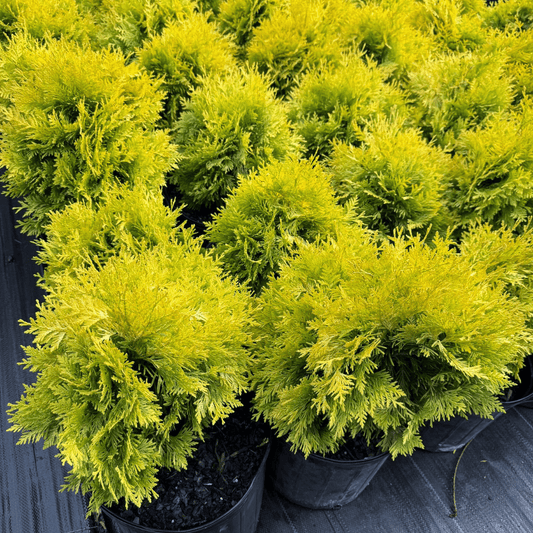 Thuja occidentalis 'Sunkist' Arborvitae with bright golden-yellow evergreen foliage, ideal for privacy hedges, landscape borders, and year-round color in small gardens