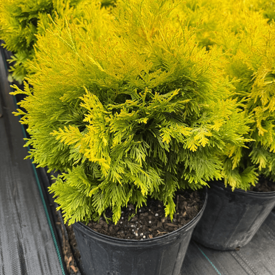 Sunkist Sycamore Maple tree with golden-yellow foliage, fast-growing ornamental shade tree ideal for landscapes and garden borders